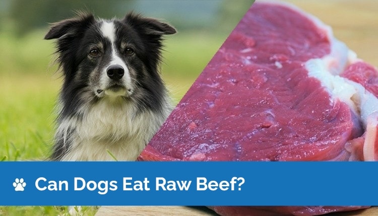 Can Dogs Eat Raw Beef? Vet-Reviewed Nutrition Facts & Potential Risks