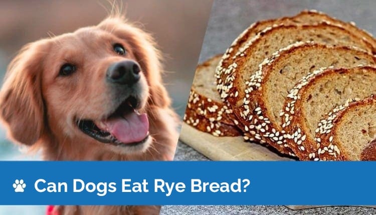 Can Dogs Eat Rye Bread? Vet-Reviewed Nutritional Info & FAQ