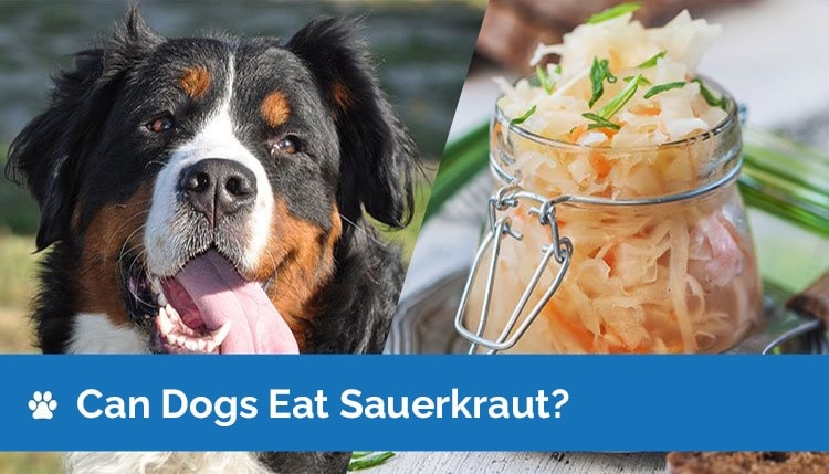 Can Dogs Eat Sauerkraut? Health & Nutrition Facts