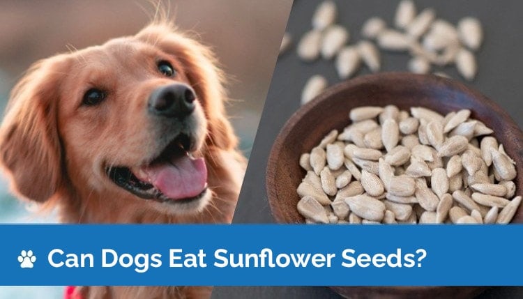 Can Dogs Eat Sunflower Seeds? What You Need To Know!