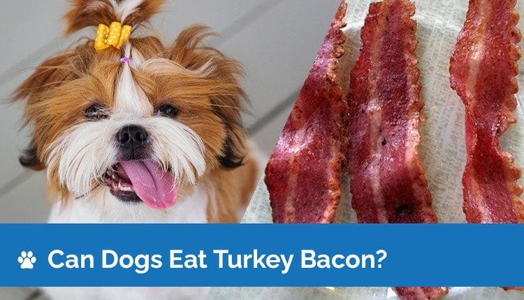 Can Dogs Eat Turkey Bacon? Nutrition Facts & Safety Guide