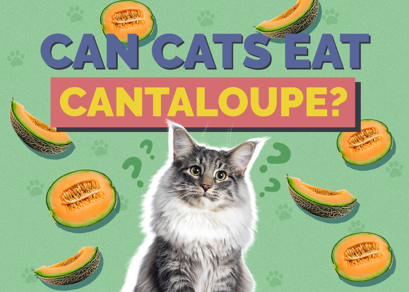Can Cats Eat Cantaloupe? Vet-Reviewed Nutritional Facts & FAQ