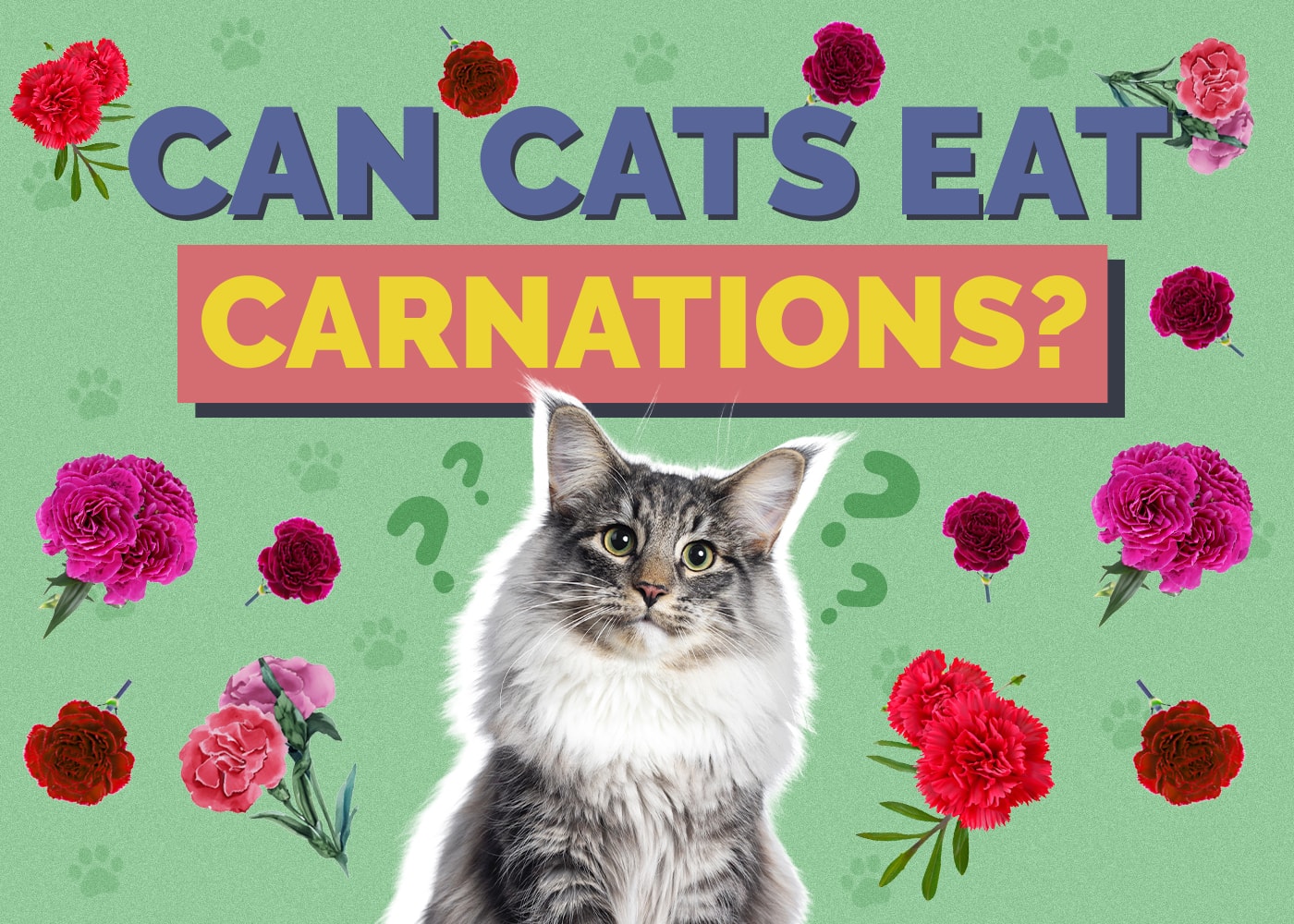 Can Cats Eat Carnations? Vet-Reviewed Facts & Alternatives