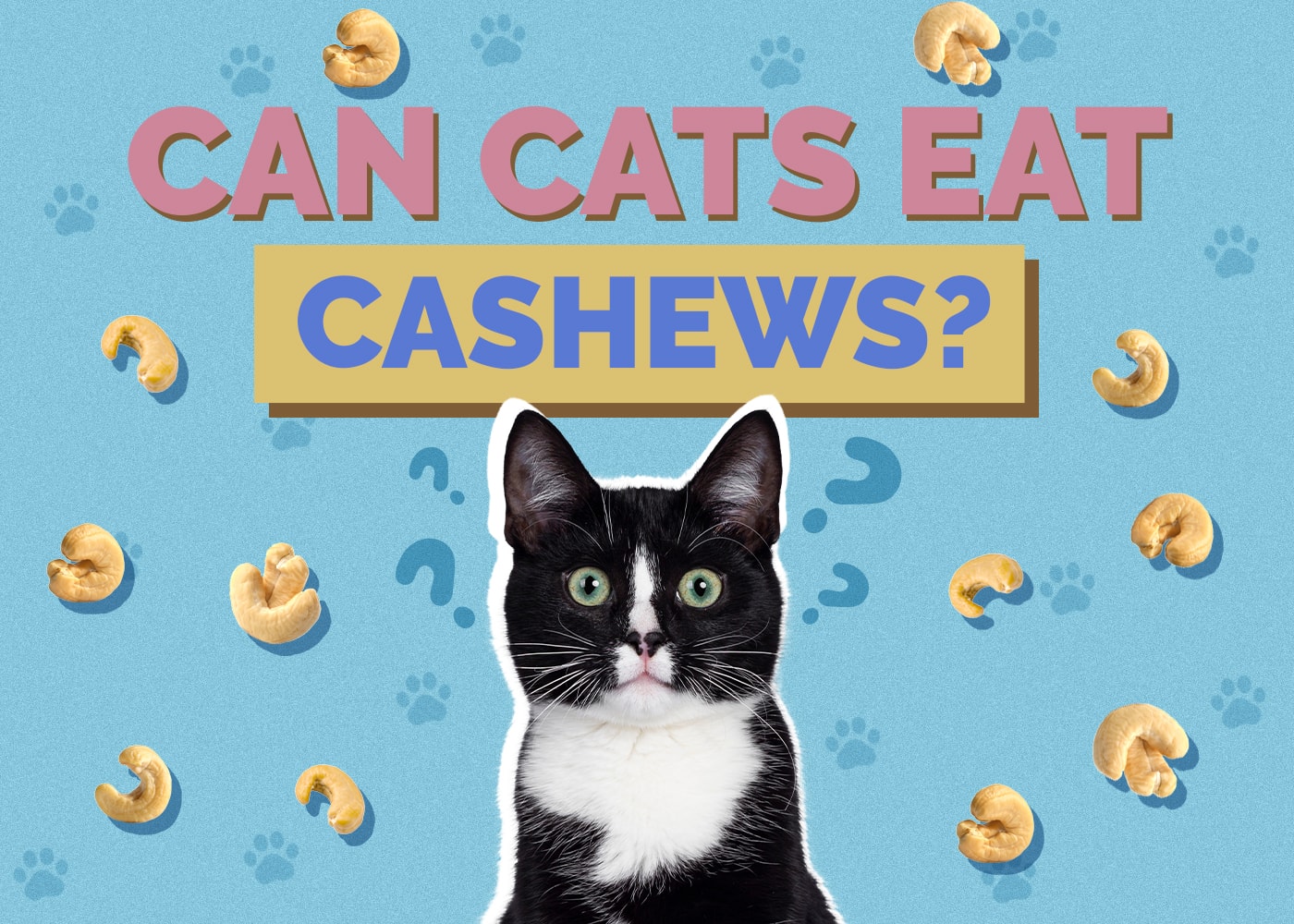 Can Cats Eat Cashews? Vet Answer