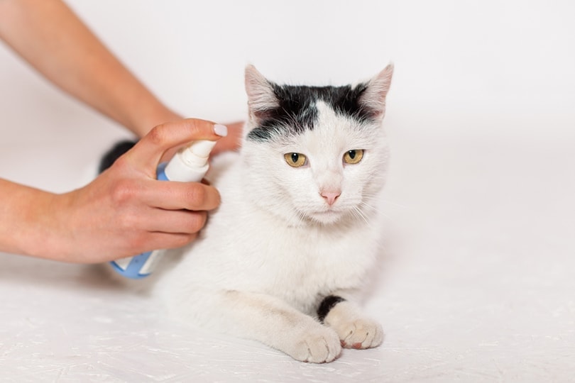 Homemade Flea Spray for Cats: 6 Vet-Reviewed Recipes