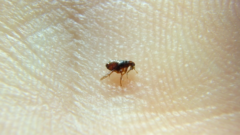 Can Fleas Kill a Cat? Vet-Approved Prevention & Treatment