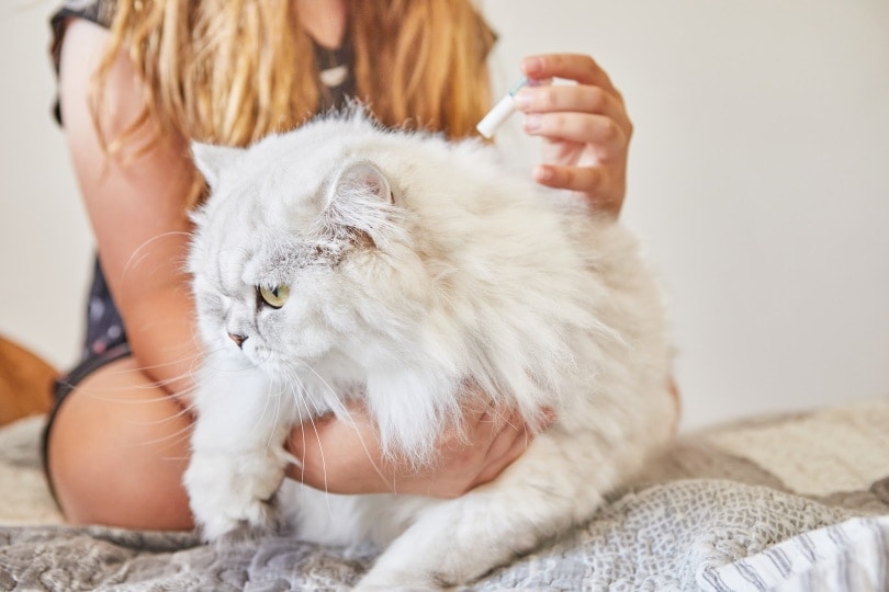 My Cat Has Fleas, How Should I Clean My House? 8 Effective Tips & Tricks