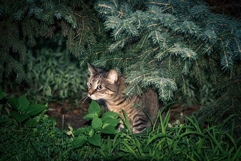 How to Keep Cats Away From Chickens: Vet-Approved Tips & Tricks