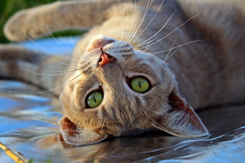 Do Cats Feel Pain When In Heat? Our Vet Discusses Signs, Cycles & Tips