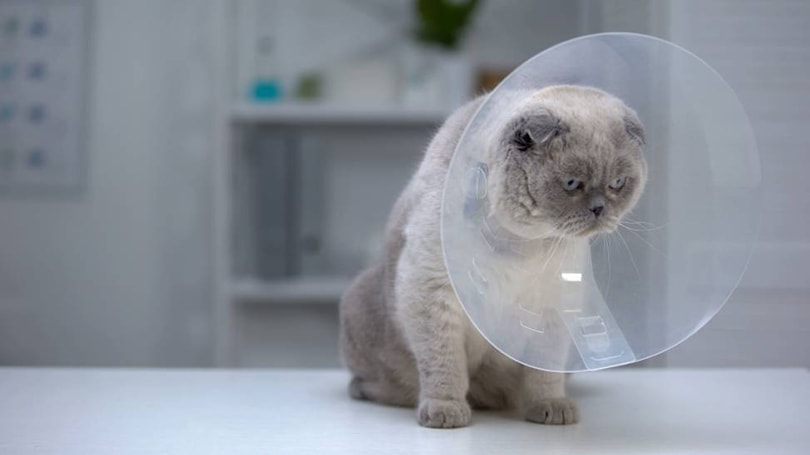 Do Cats Have Periods After Being Spayed? What You Need to Know!