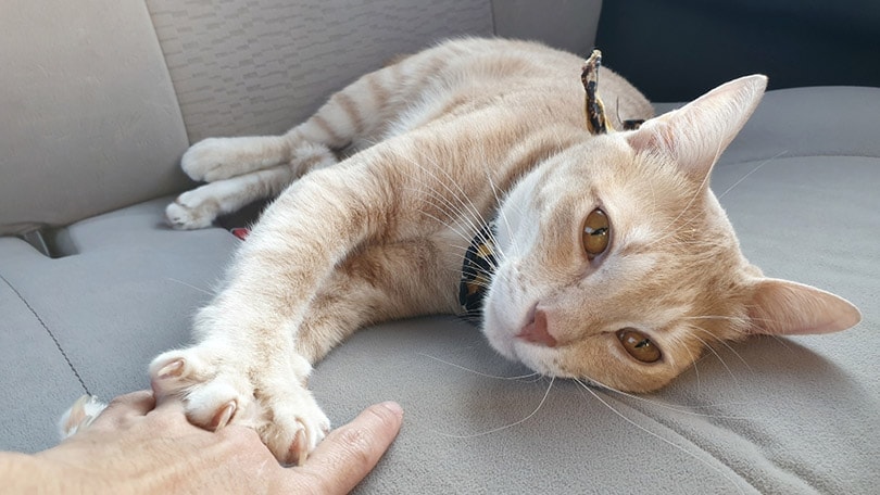 How to Tell if a Cat Is Dying: 7 Vet-Reviewed Signs to Look Out For
