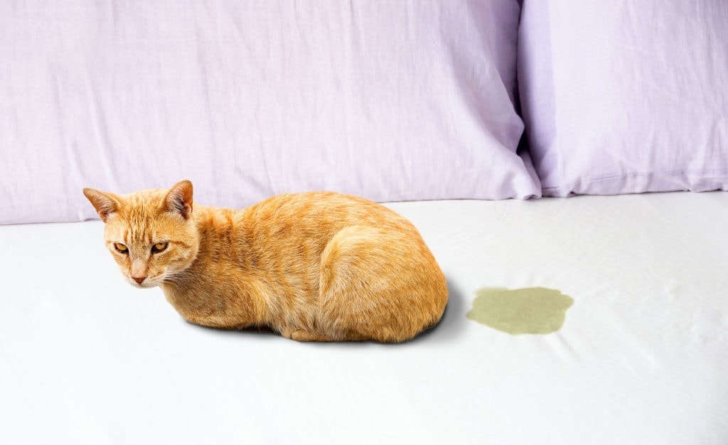 Why Does My Cat Pee on My Bed?  6 Vet-Reviewed Reasons