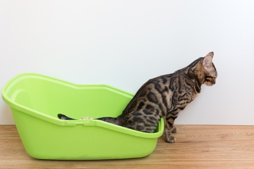 What Is Feline Idiopathic Cystitis in Cats? Important Answer!