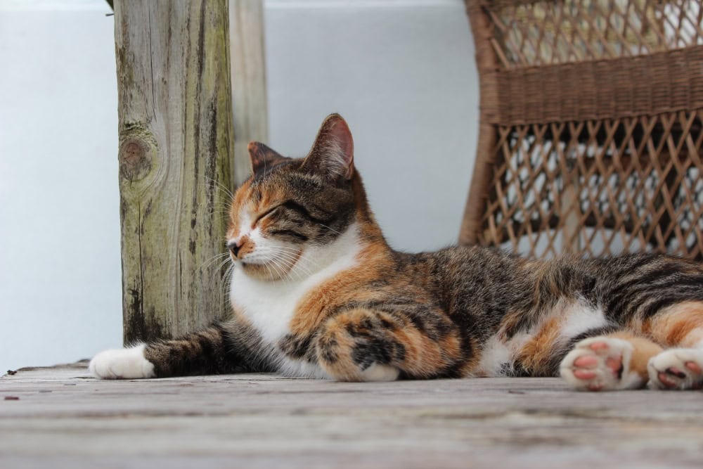 What Is a Normal Respiratory Rate For Cats? Vet-Reviewed Facts & FAQ