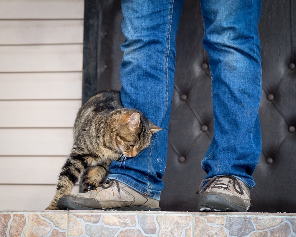 Why Does My Cat Keep Meowing & Rubbing Against Everything? Vet-Approved Facts