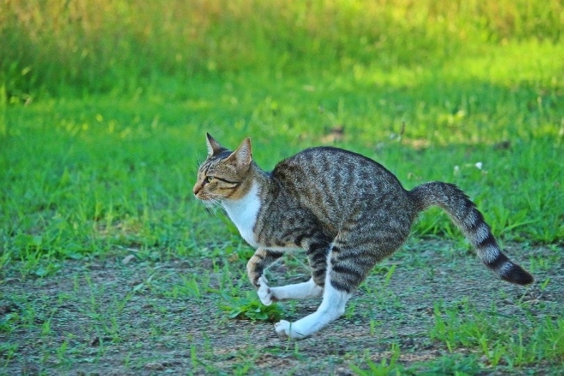 cat running outdoor