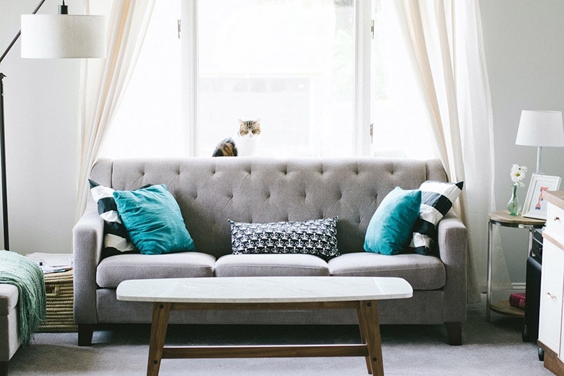 How to Cat Proof Blinds: 5 Vet-Approved Ways