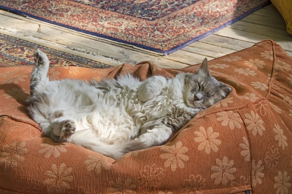 Why Do Cats Sleep on Their Backs? 10 Reasons for This Behavior