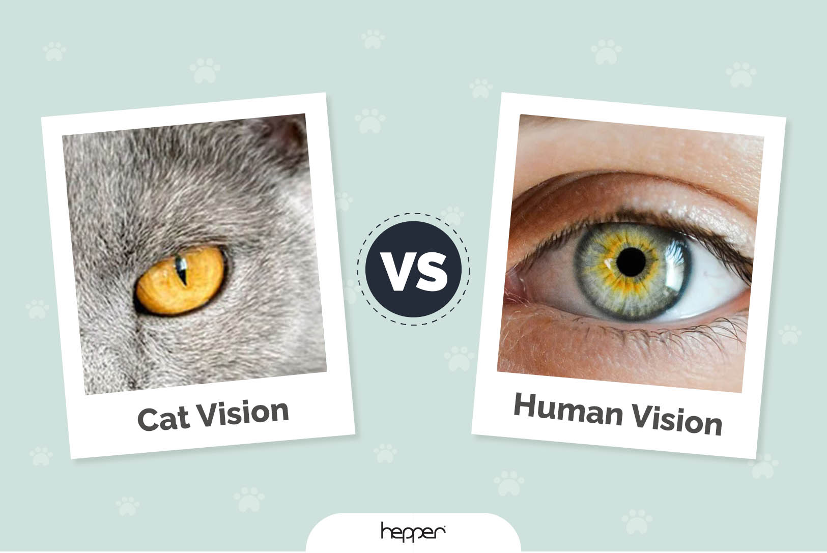 Cat Vision vs Human Vision: Comparisons & FAQ (With Infographic)