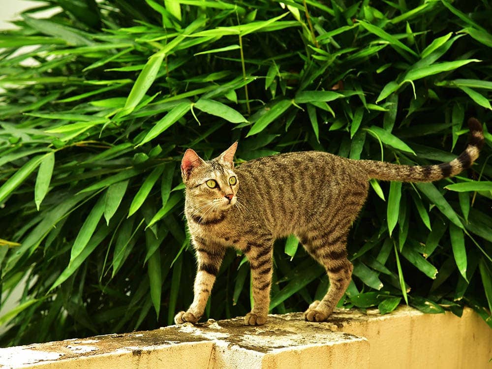 How to Tell If a Lost Cat Is Microchipped & What to Do Next (Vet-Approved Tips)