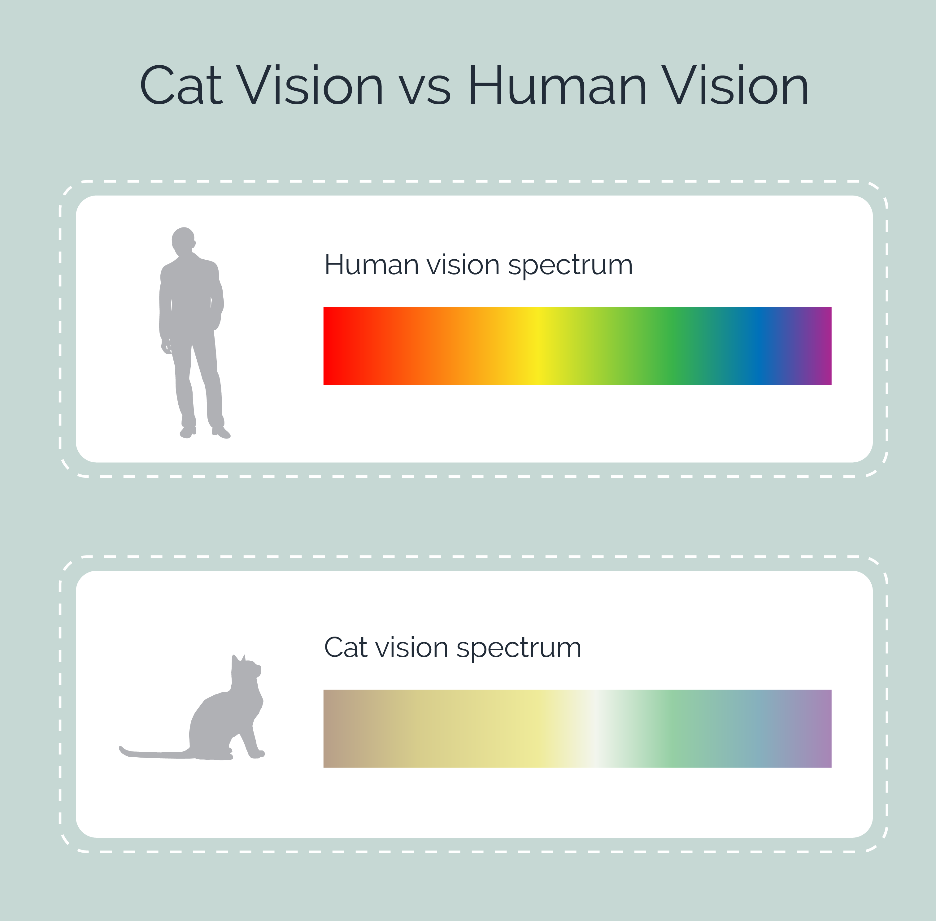 cat vision vs human vision