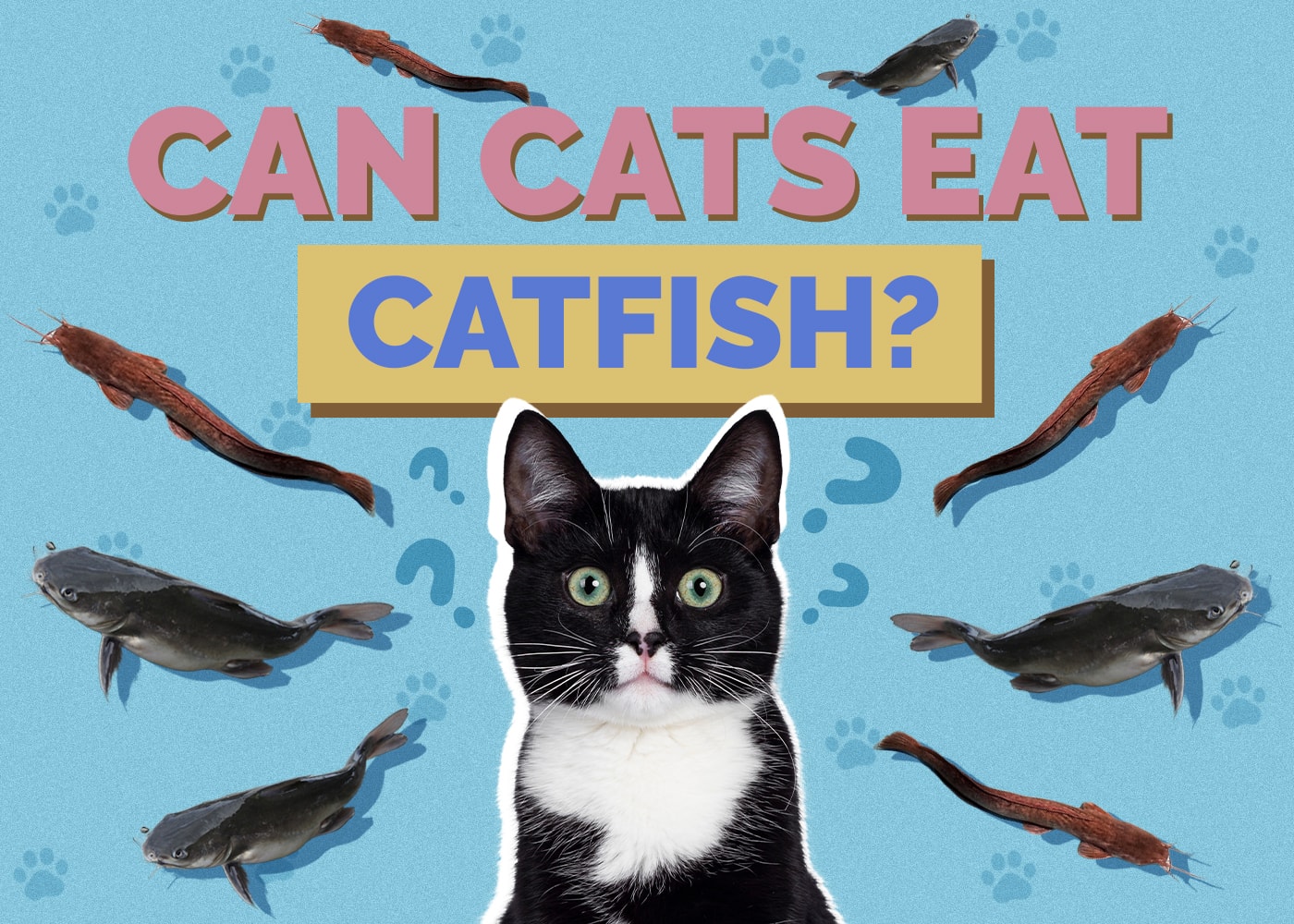 Can Cats Eat Catfish? Vet-Approved Health & Safety Guide
