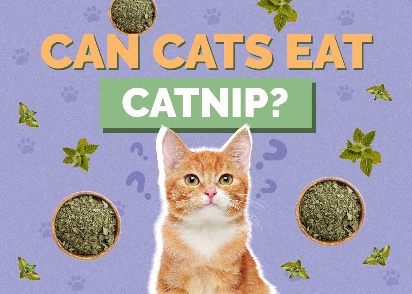 Can Cats Eat Catnip? Vet-Reviewed Facts & Advice