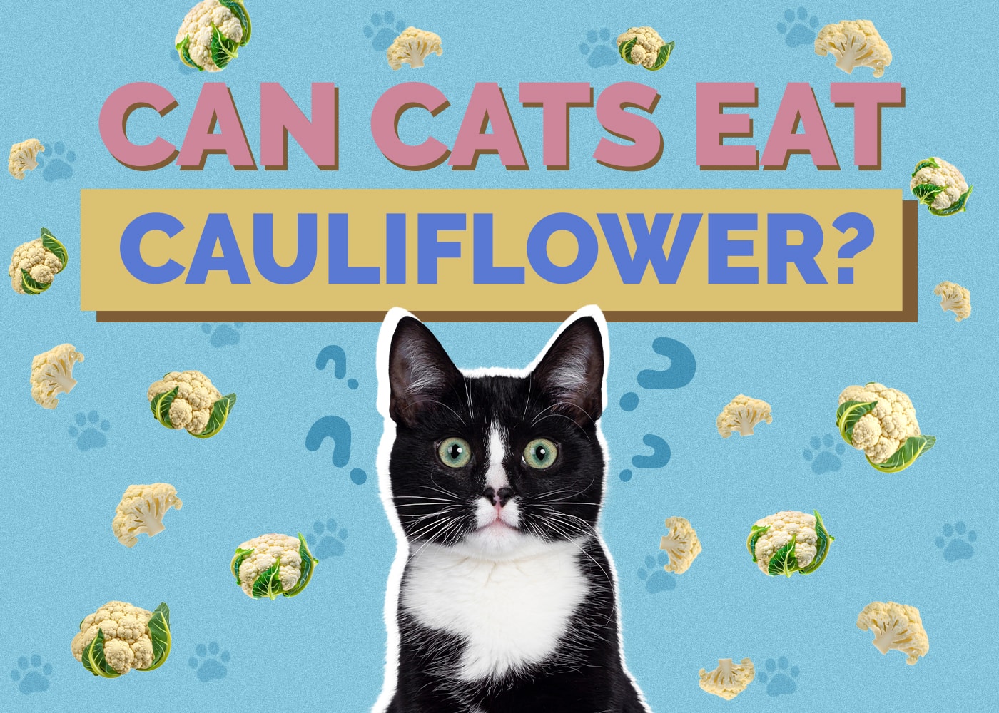 Can Cats Eat Cauliflower? Vet Verified Nutrition Facts & Info