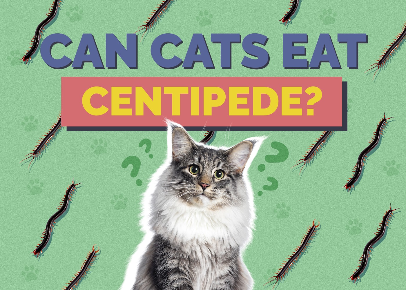 Can Cats Eat Centipedes? Nutritional Health & Safety Guide