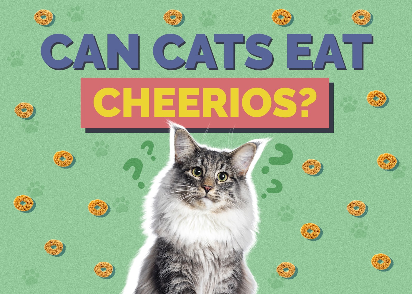 Can Cats Eat Cheerios? Vet-Reviewed Feeding Facts