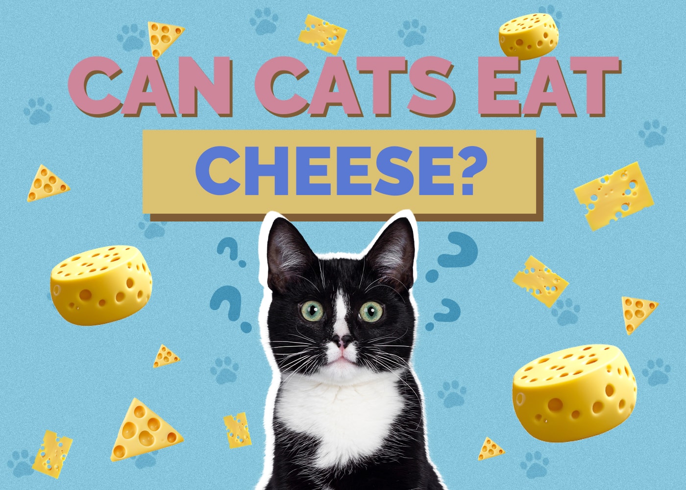 Can Cats Eat Cheese? Vet Approved Facts & FAQ