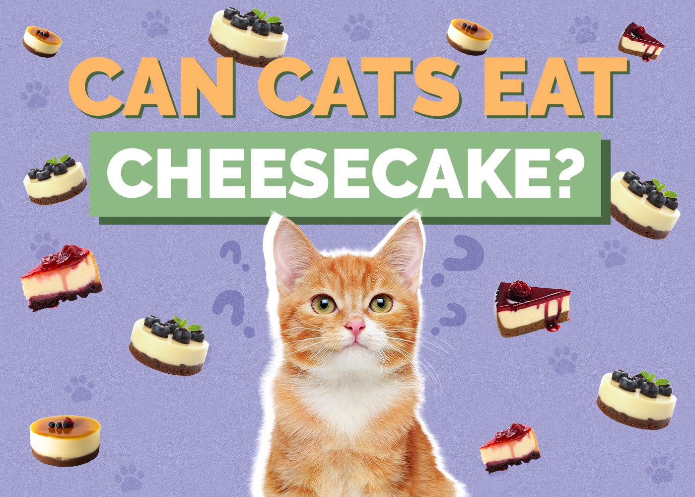 Can Cats Eat Cheesecake? Vet Approved Nutrition Facts & Potential Risks