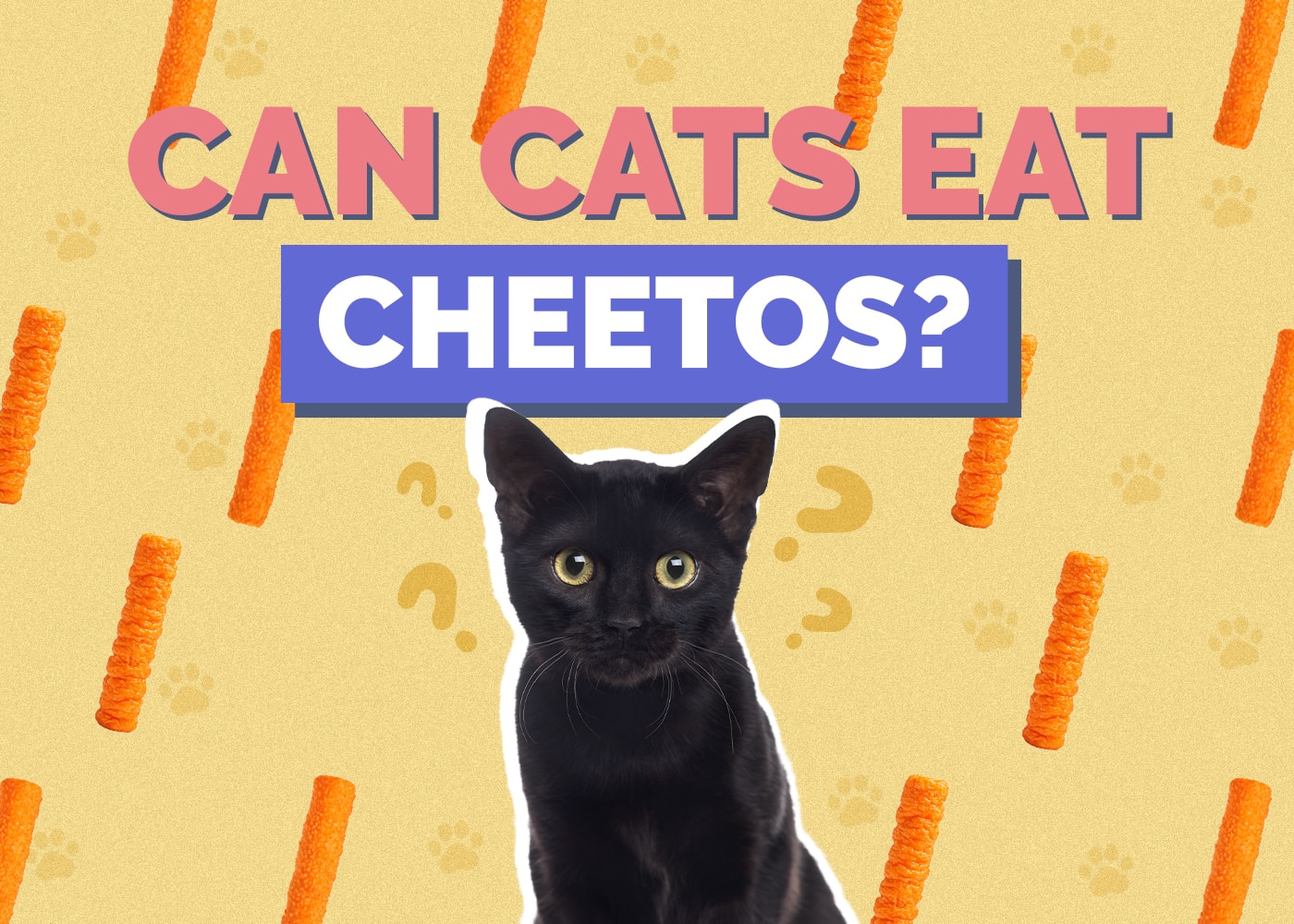 Can Cats Eat Cheetos? What You Need to Know!