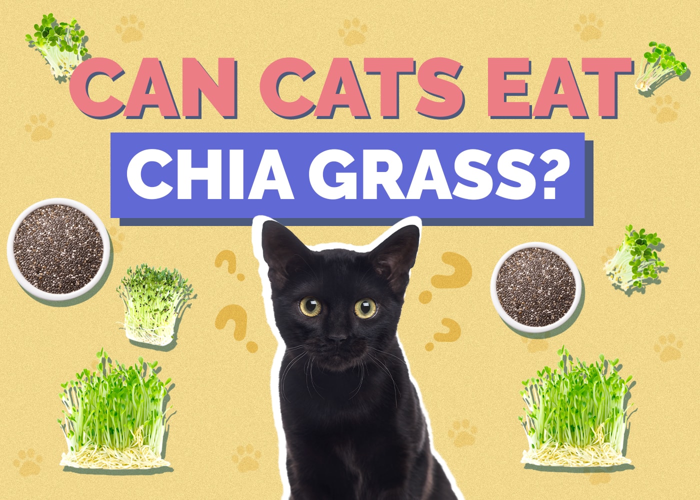 Can Cats Eat Chia Grass? Nutritional Health & Safety Guide
