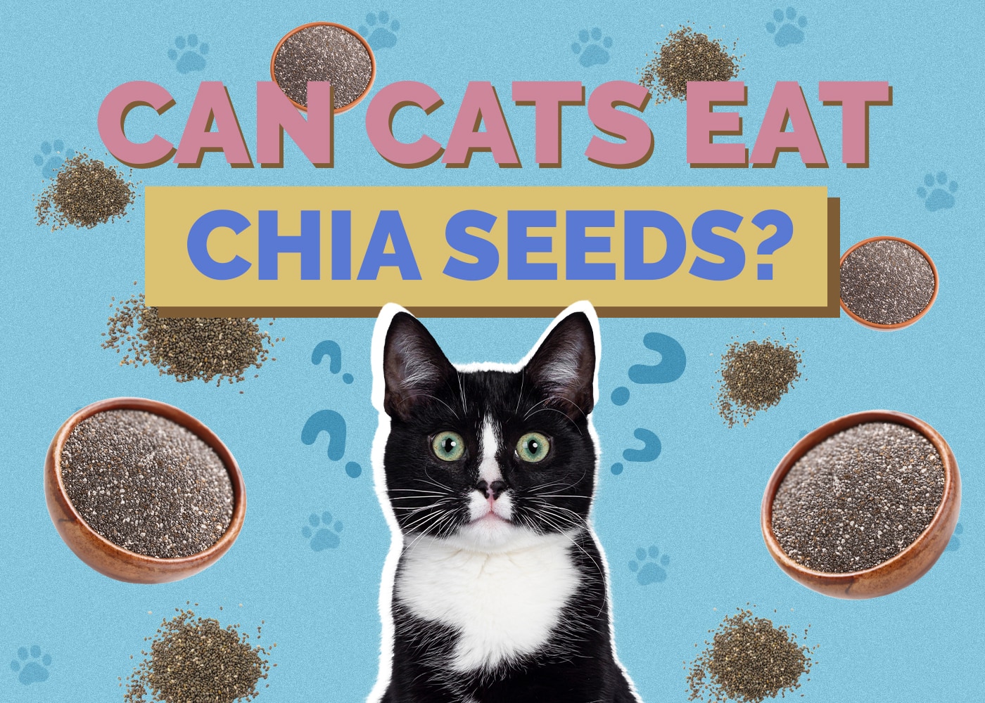 Can Cats Eat Chia Seeds? What You Need to Know!