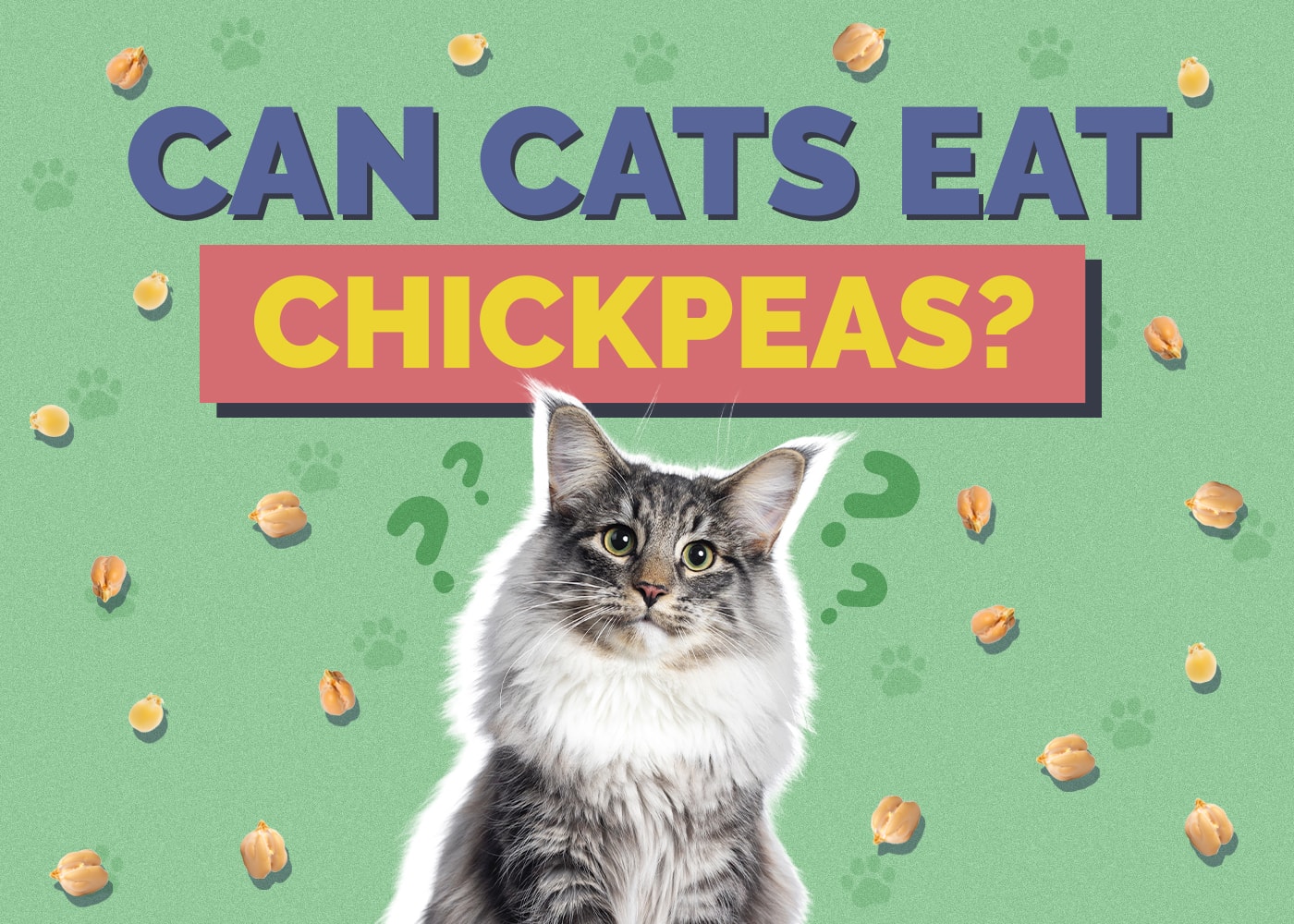 Can Cats Eat Chickpeas? Vet-Reviewed Info to Know