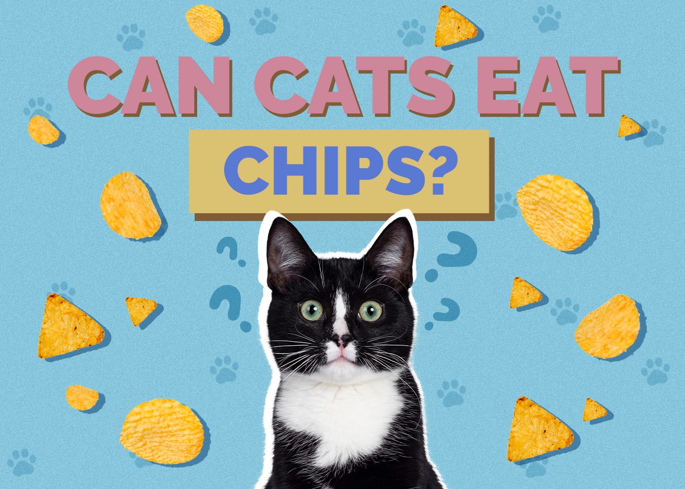 Can Cats Eat Chips? Vet-Reviewed Facts & Safety Guide