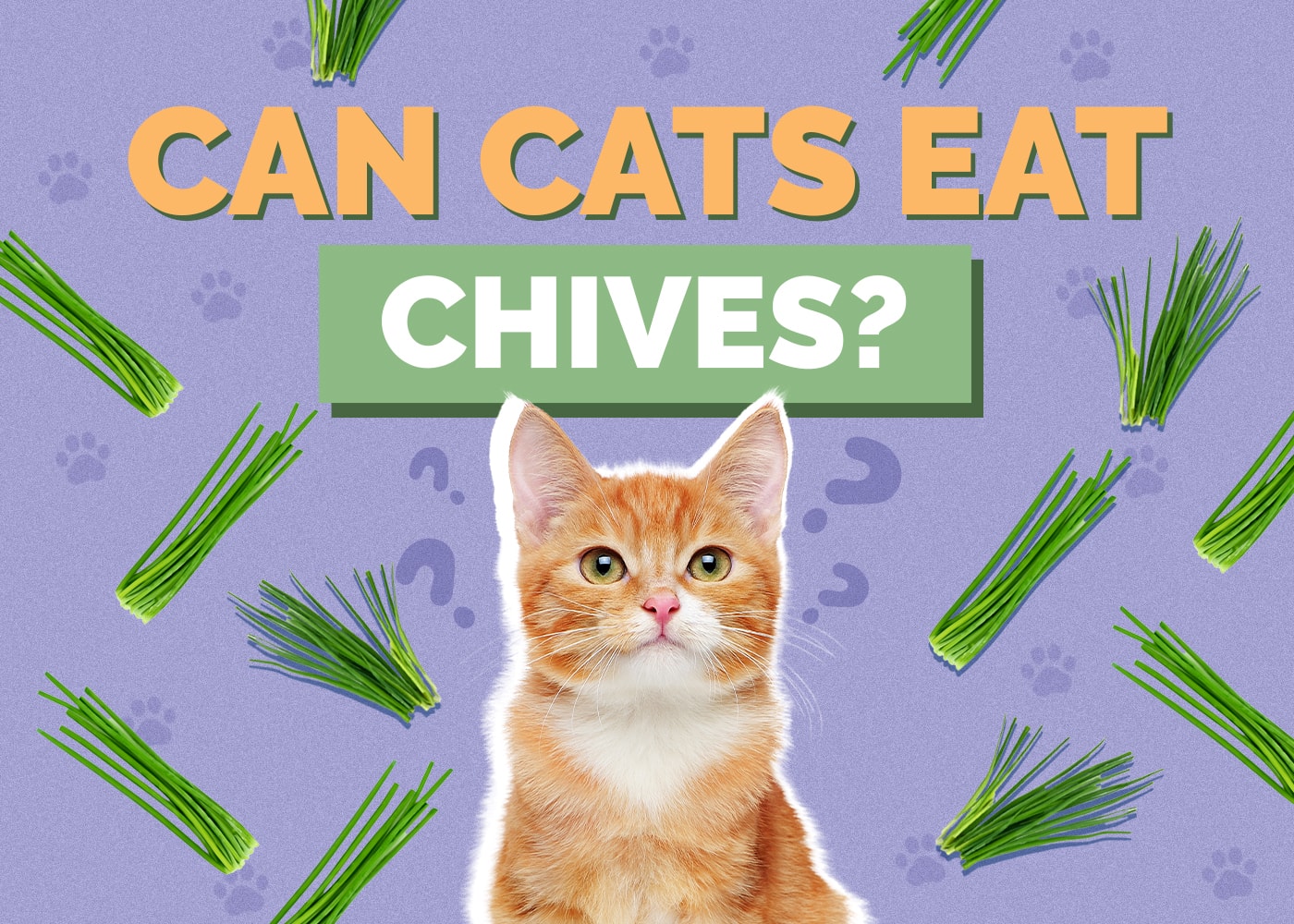 Can Cats Eat Chives? Nutrition Facts & Potential Risks