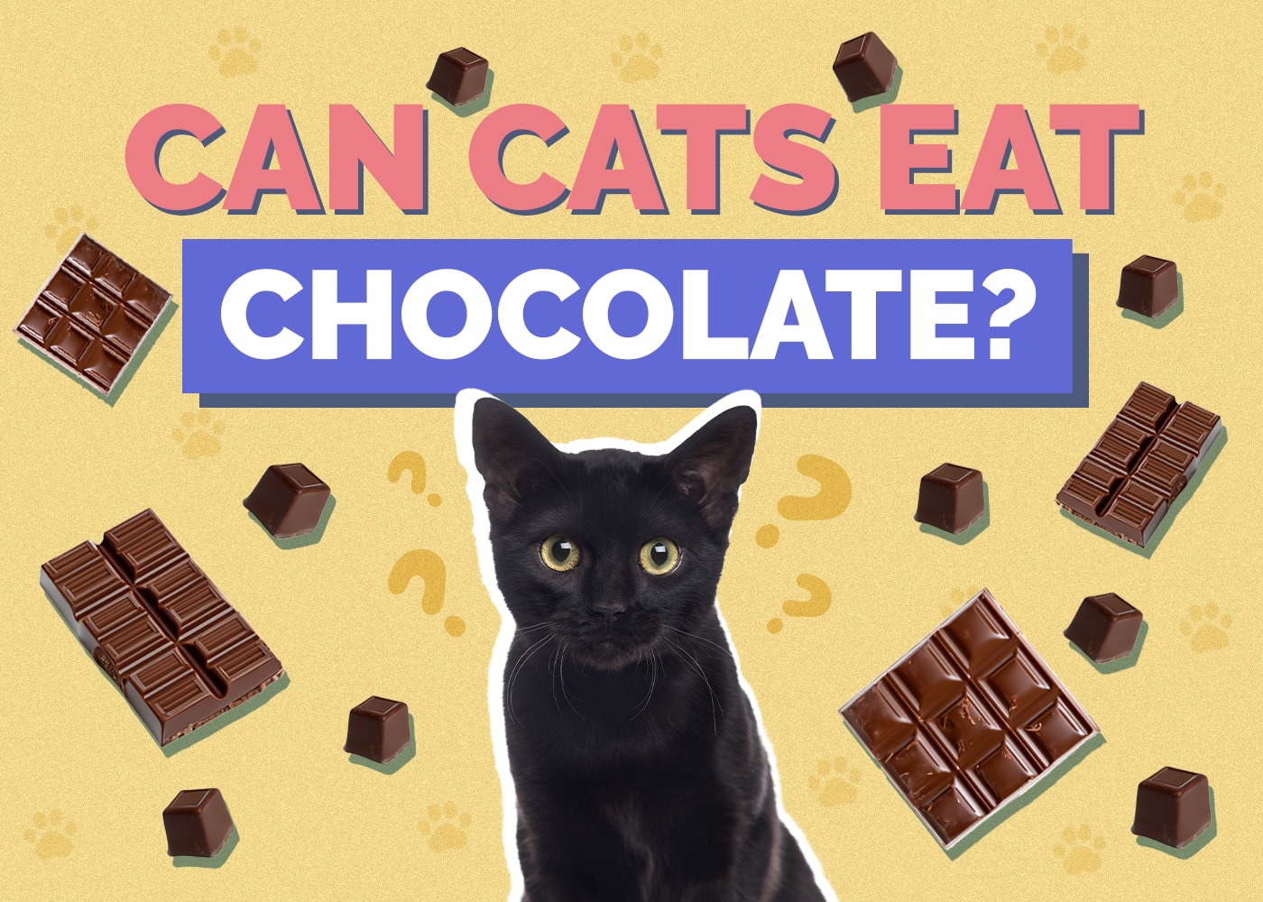 Can Cats Eat Chocolate? Vet Reviewed Nutrition Facts & FAQ