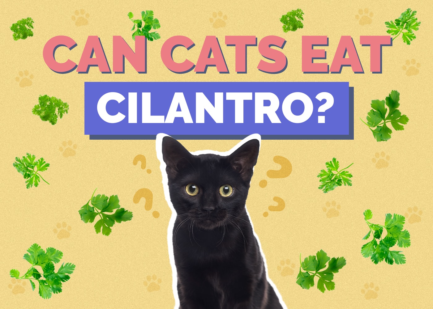 Can Cats Eat Cilantro? Vet-Reviewed Nutrition & Health Facts