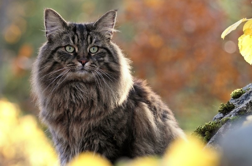 10 Norwegian Forest Cat Facts You'll be Surprised to Know