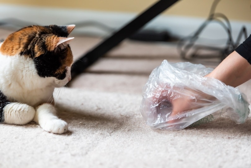 Why Is My Cat Pooping Outside of the Litter Box? 12 Reasons & How to Help