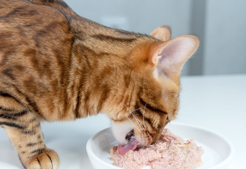 Human-Grade Cat Food: What It Is & How Itβs Different