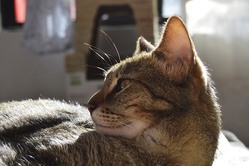How Many Muscles Does a Cat Have in Each Ear? Vet-Reviewed Facts