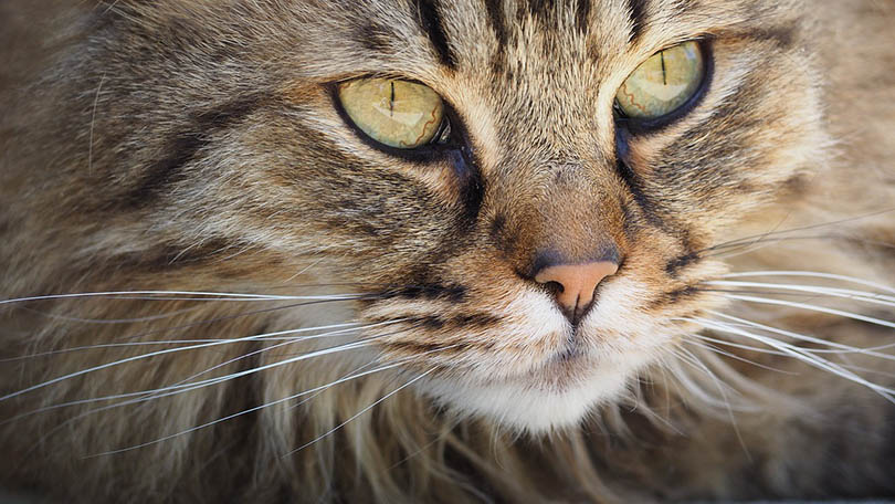 close up of a cat's whiskers