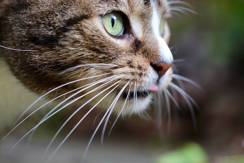 Why Are My Cats Whiskers So Long? 9 Vet-Reviewed Reasons