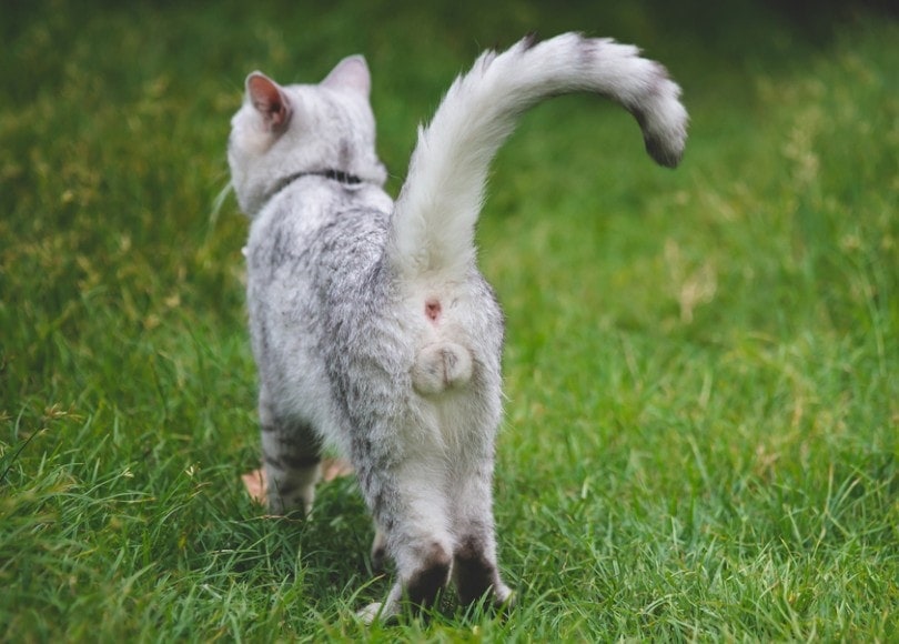 How to Clean a Cat’s Butt: 7 Vet-Approved & Effective Steps
