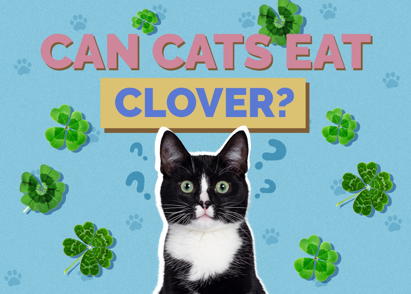 Can Cats Eat Clover? Vet-Reviewed Health & Safety Guide