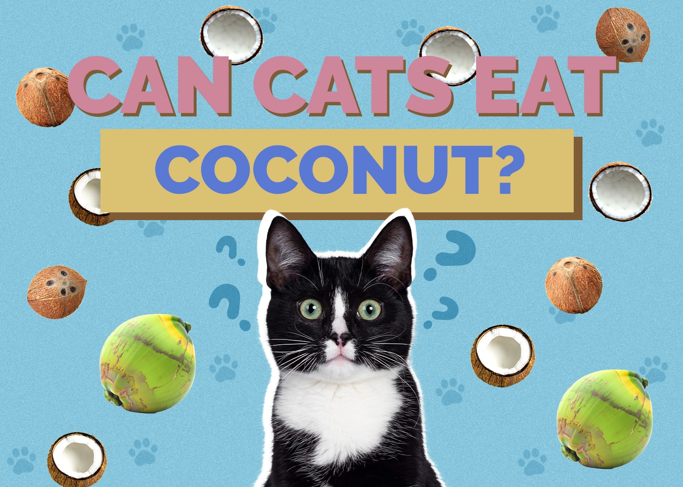 Can Cats Eat Coconut? Vet-Reviewed Nutrition Facts & FAQ