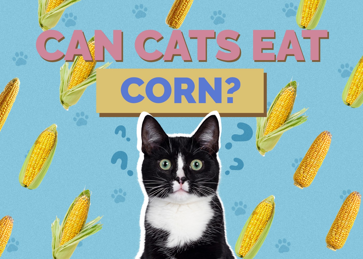Can Cats Eat Corn? Vet-Reviewed Nutritional Facts & Alternatives